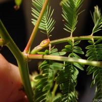 Desmanthus virgatus (L.) Willd.